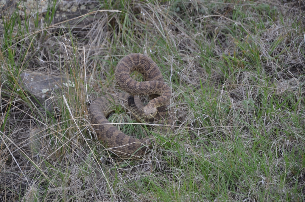 Rattlesnake Crotalus viridis making us aware of its presence