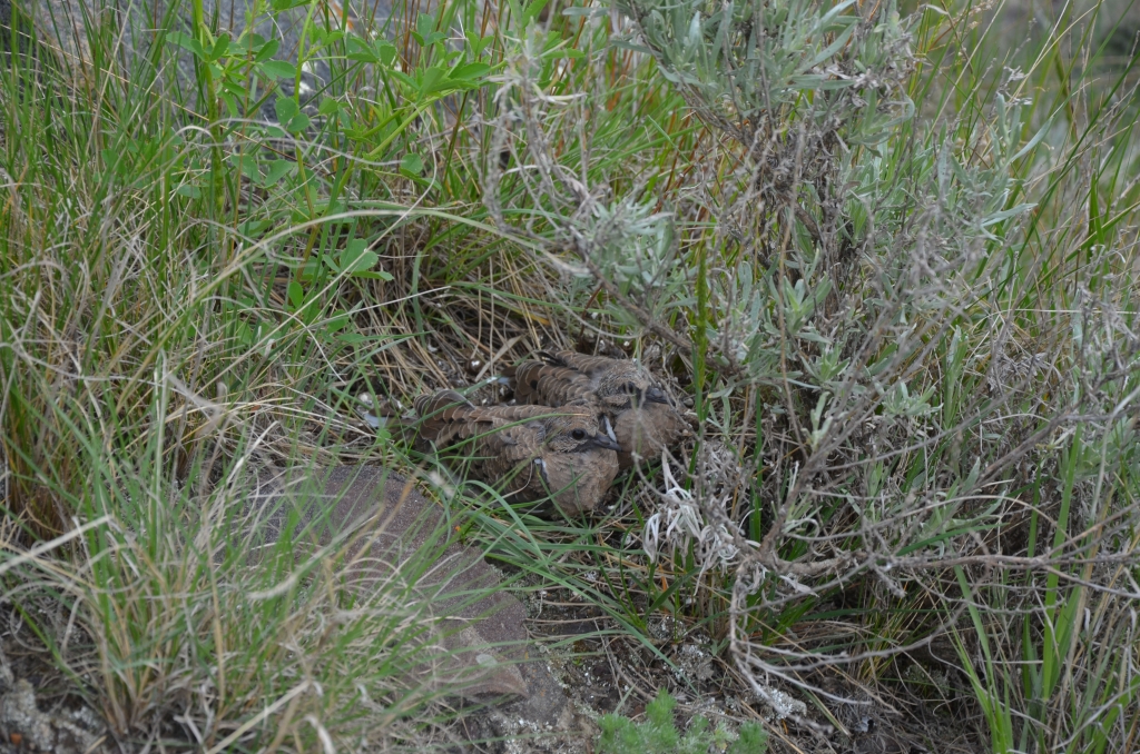 Juvenile mourning doves Zenaida macroura pretending they are rocks