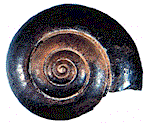 Snail