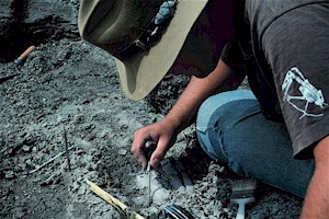 Tips of the lower jaws of the mosasaur, Plioplatecarpus, being excavated by Johnathan Campbell