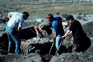 Dennis Halvorson, Johnathan Campbell, Mike Hanson and Seth Hanson excavating the Plioplatecarpus skeleton