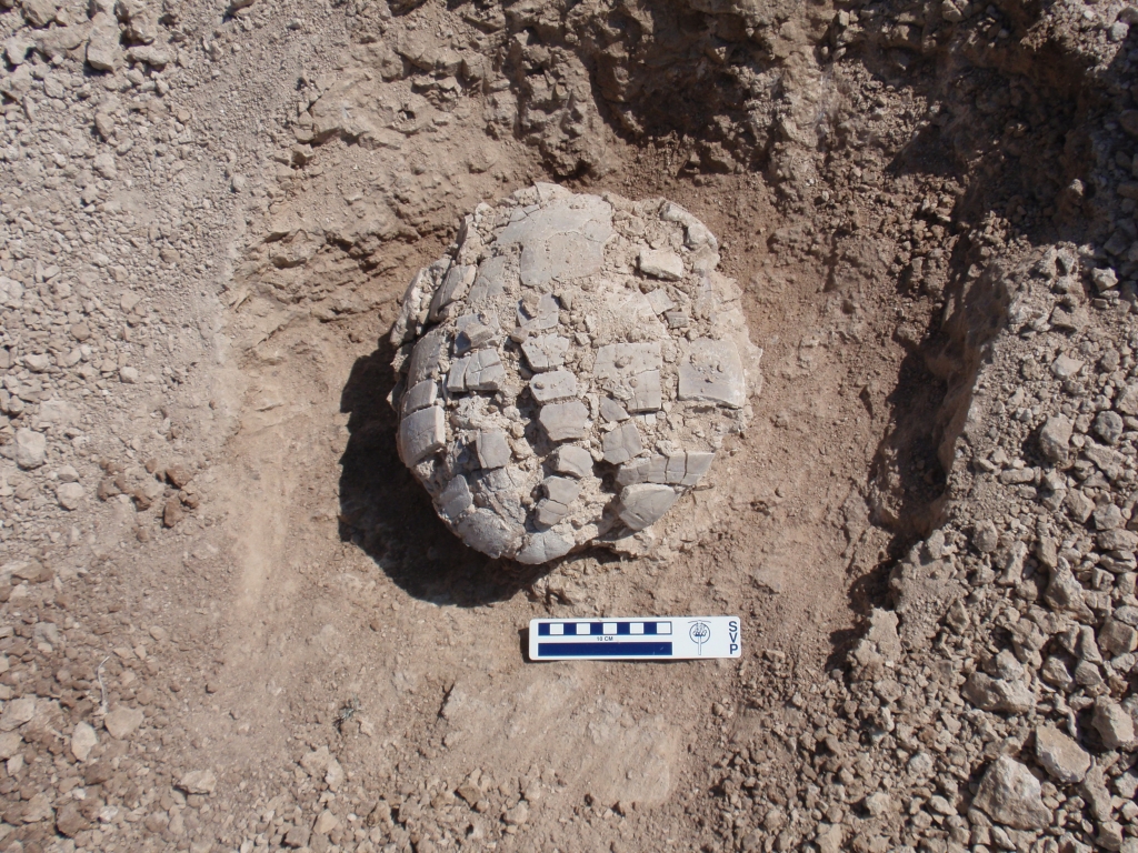 30 million year old Stylemys tortoise shell
