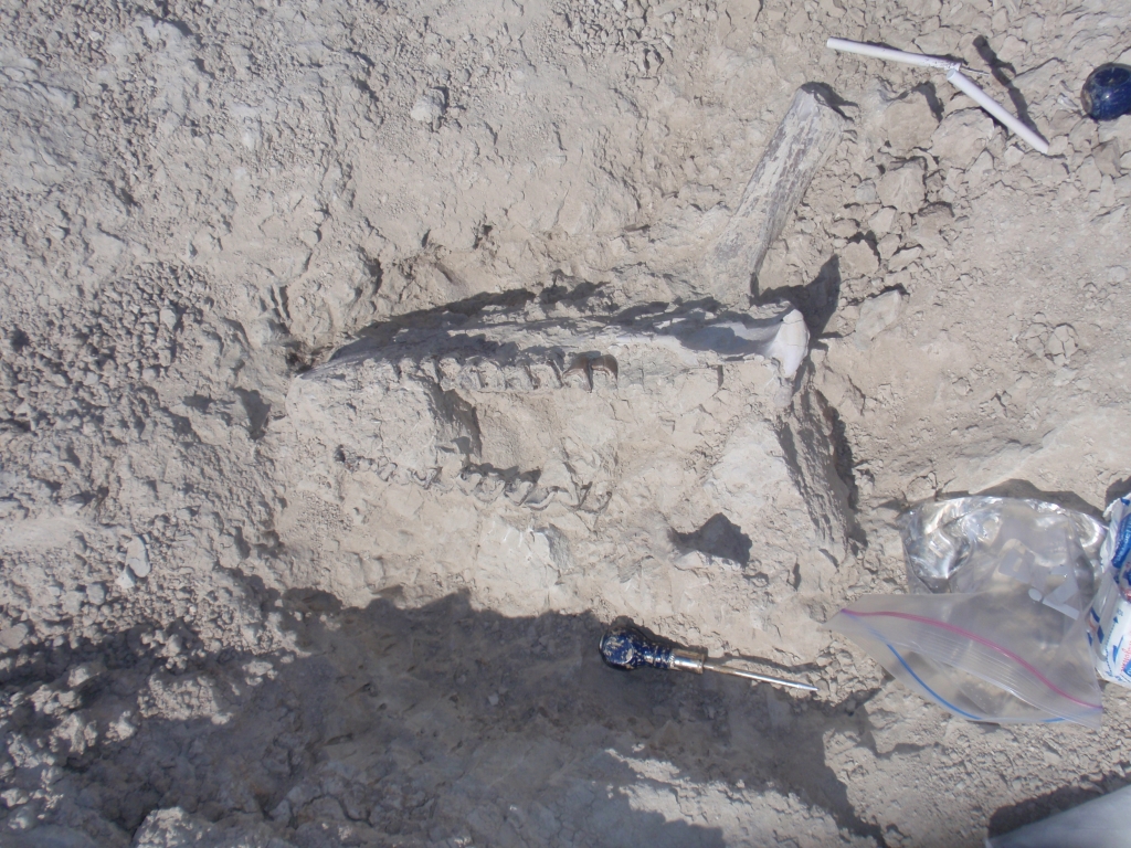 30 million year old Subhyracodon hornless-rhino jaw