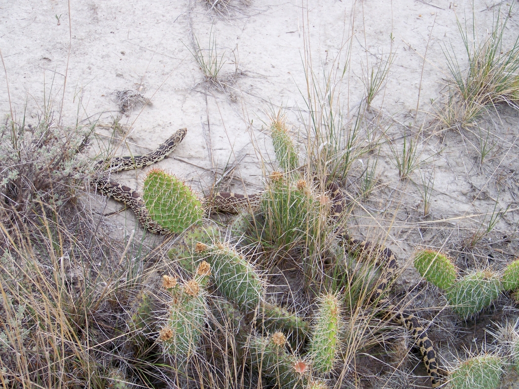 Bull snake