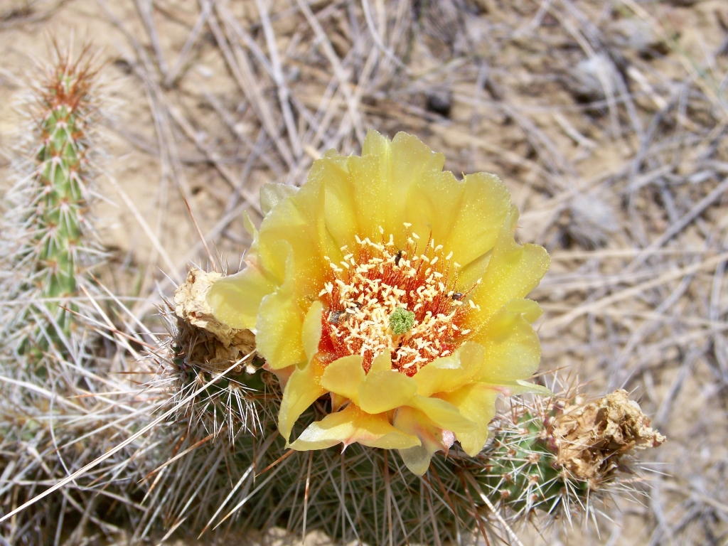 Cactus flower