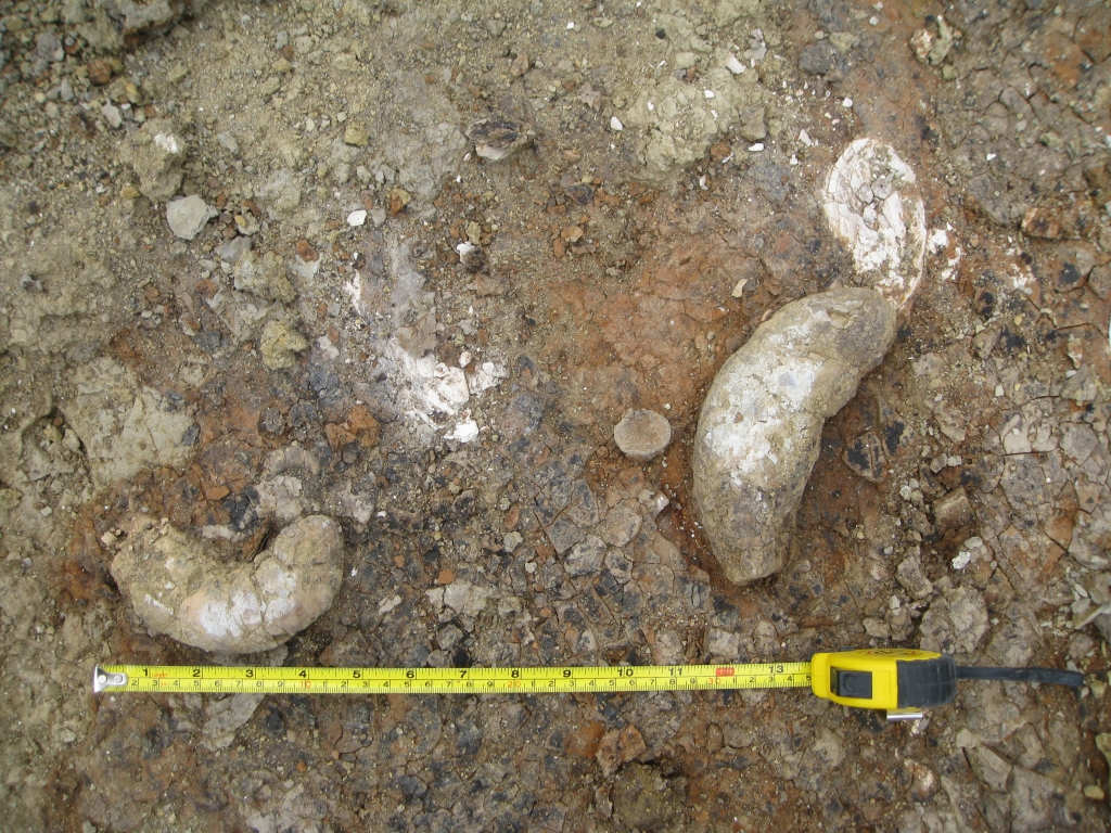 60 million year old crocodile poop (coprolites) and fish vertebra