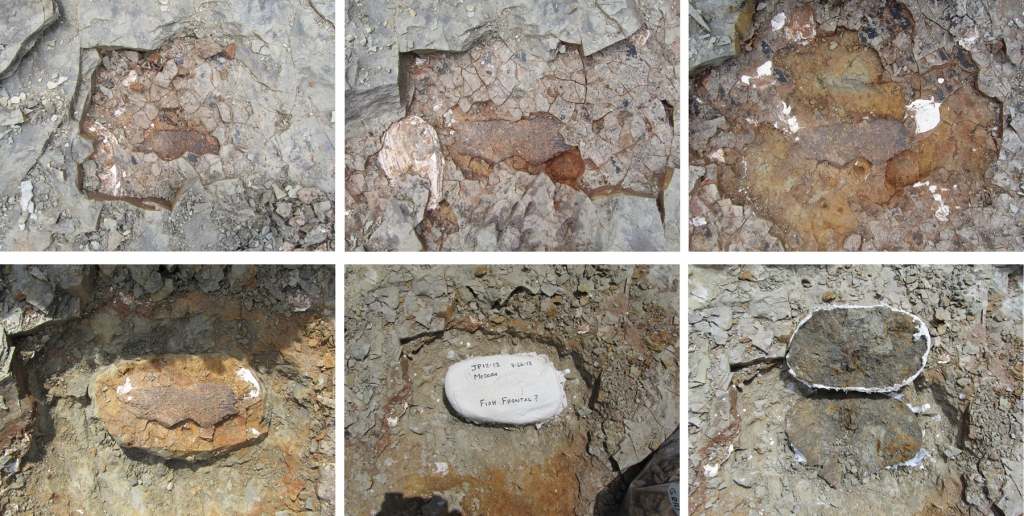 Excavation and extraction process of a fish skull bone from the Medora site