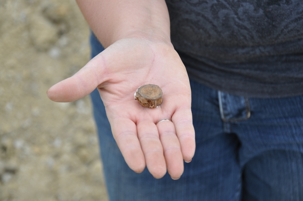 Large fish vertebra from the Medora site