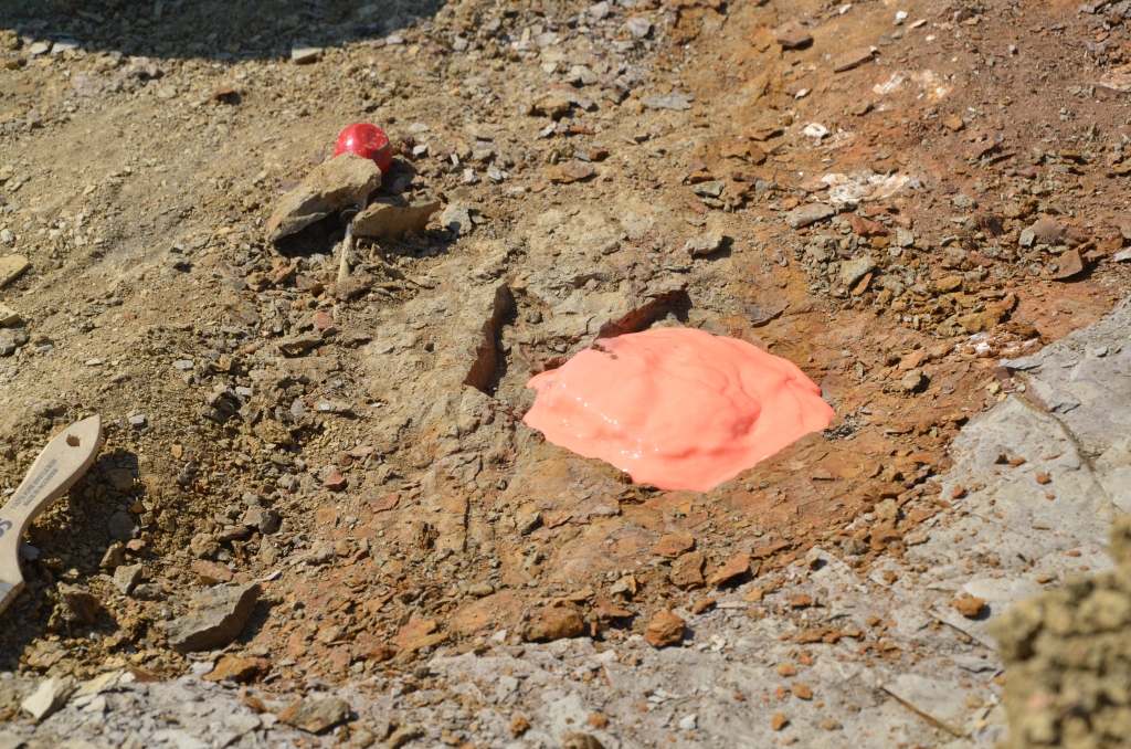 Silicone technique for casting delicate plant cone fossils