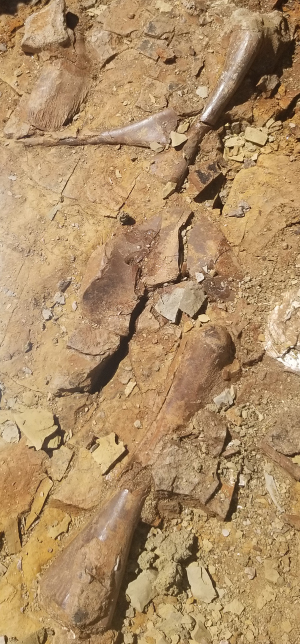 An assortment of fossil bones in situ.