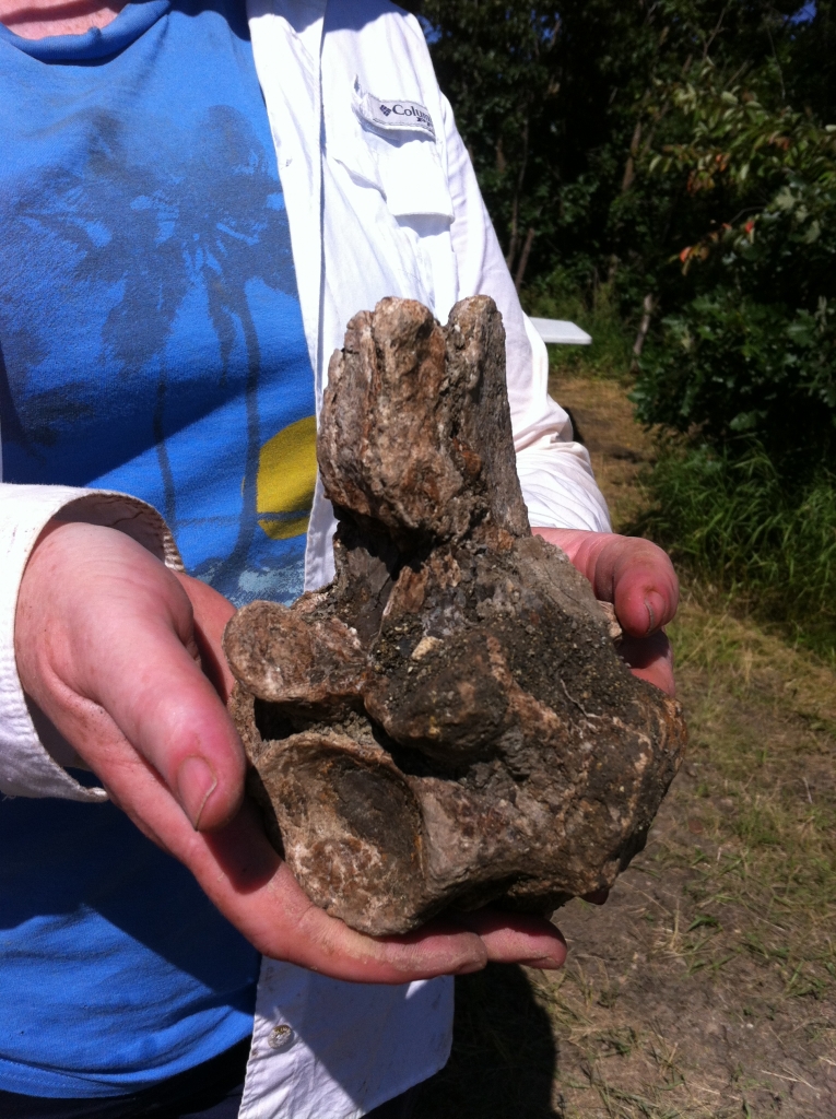 Mosasaur vertebra from the Pembina Gorge site