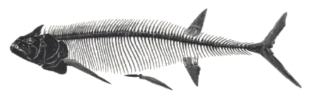 Diagram of the skeleton of Xiphactinus