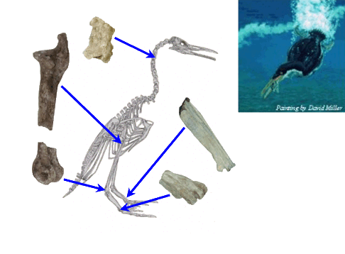 Skeletal diagram of Hesperornis