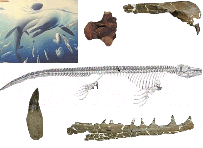 Skeletal diagram of Plioplatecarpus.