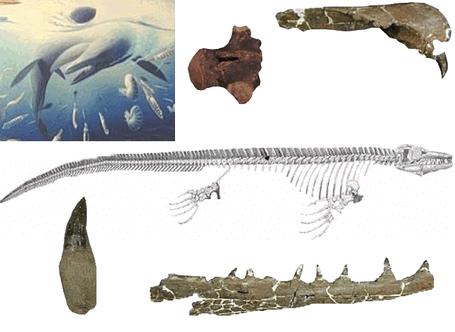 Skeletal  diagram of Plioplatecarpus.