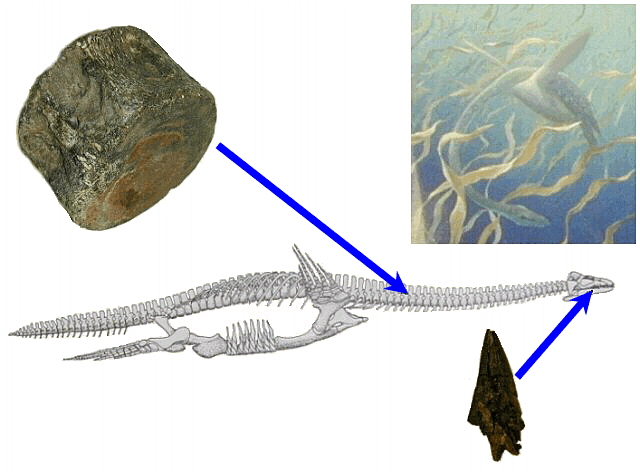 Skeletal diagram of the large marine reptile called a plesiosaur