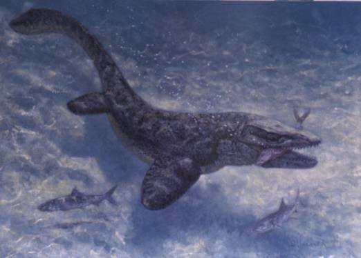 Painting of Plioplatecarpus