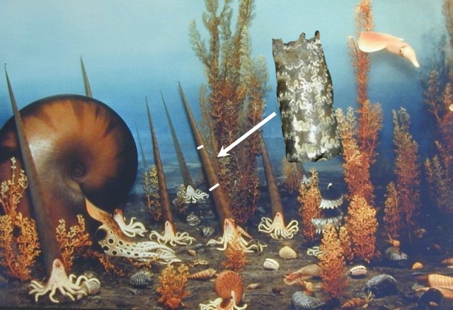 seafloor baculite
