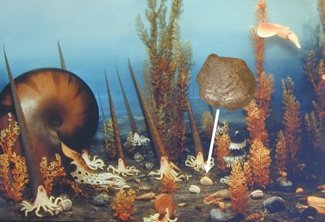 seafloor clam