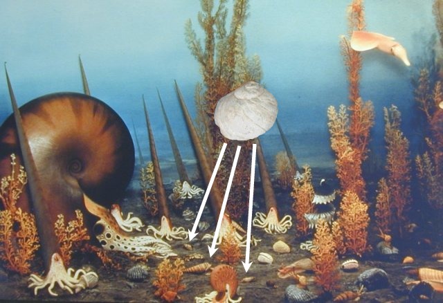 seafloor snail