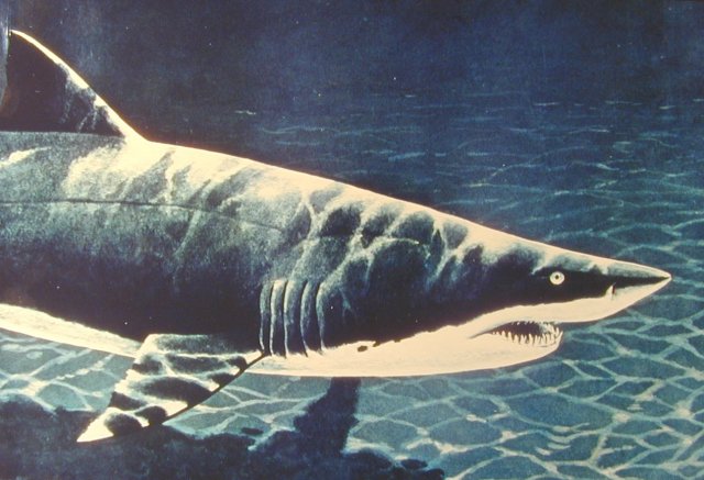 Painting of the living sand-tiger shark, Carcharias taurus