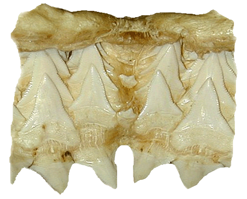 Squalicorax had rows of teeth in its jaws