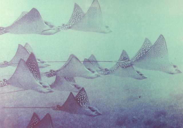 Ptychodus was similar to the living eagle ray shown in this picture