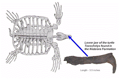 Diagram of the skeleton of a marine turtle