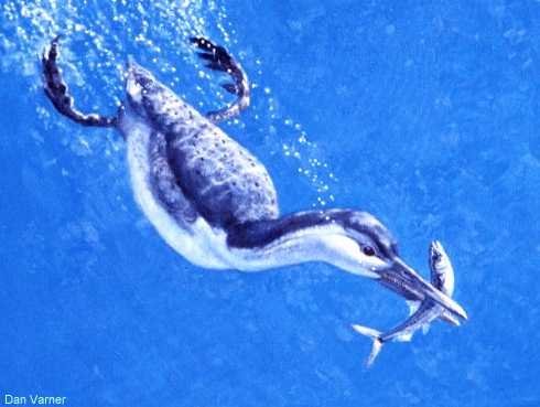 Painting of Hesperornis diving