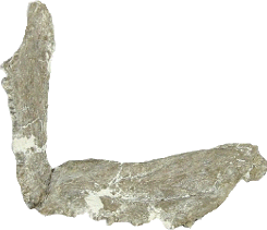 Lower  jaw of the tarpon-like fish, Xiphactinus