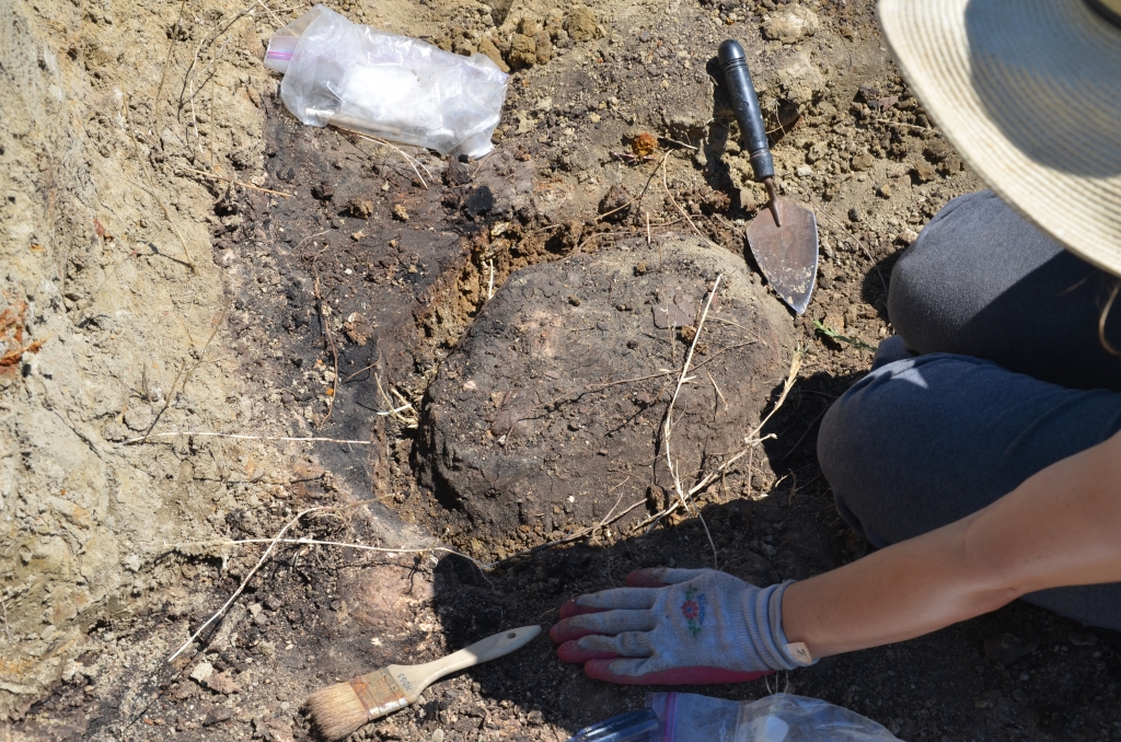 Isolated crocodile limb bones and scutes from the Whiskey Creek site