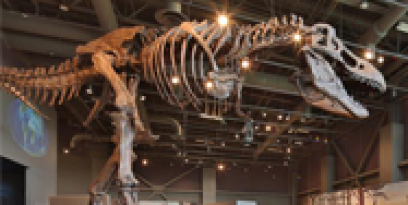 Tyrannosaurus skeleton at the Heritage Center