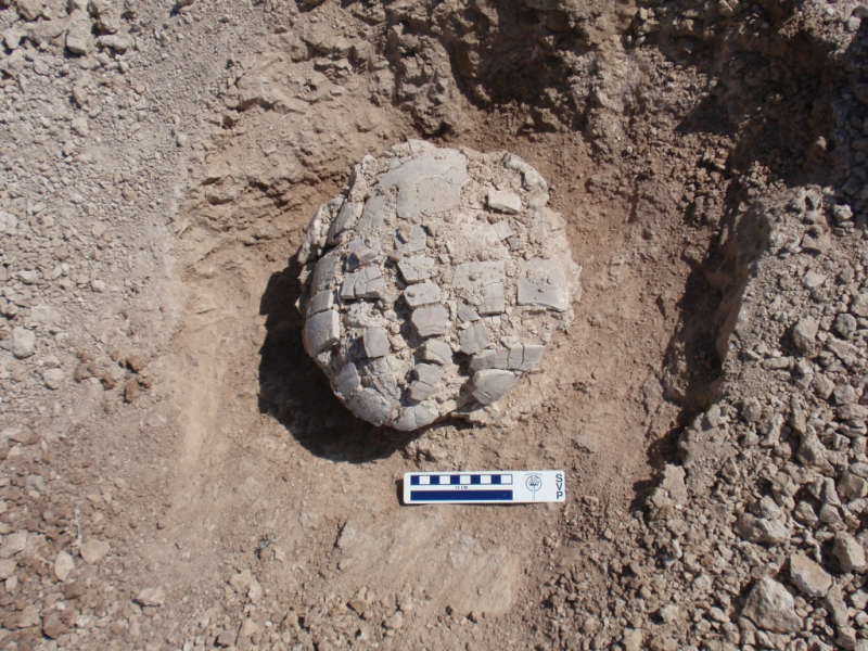 Dickinson Area - image of fossil turtle shell