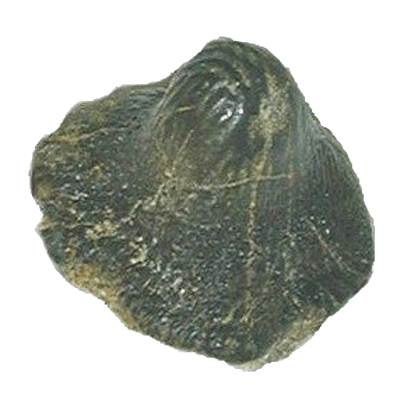 Ptychodus Tooth