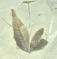 Aesculus