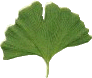 Ginkgo