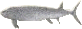 Xiphactinus