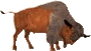 Bison bison