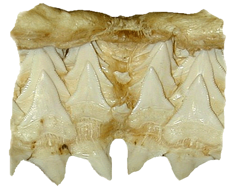 Sharks Jaw