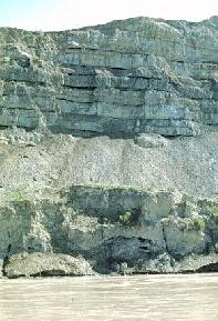 Seven thin coals are present within a 30 foot interval of the Bullion Creek Formation exposed along the Little Missouri River in northern Billings County. The repetitive, thin coals indicate that changing environmental conditions such as fluctuating water depths or clastic input was causing peat deposition to increase and decrease across this interval. 