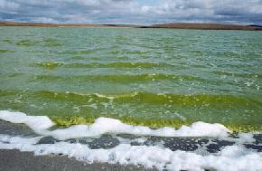 The waters of Horseshoe Lake (Williams County) have been extremely green the last few years due to high concentrations of algae. (Photo by E. Murphy, NDGS). 