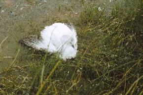 A salt encrusted Ross' goose at Stanley #2, Mountrail County. Quick drops in temperature in the fall sometimes cause high amounts of mirabolite to form literally overnight. As a result, waterfowl such as this goose can become encrusted with salt, which can be fatal. Although this goose was nursed and fed for a few days it was not able to recover and died. (Photo by E. Murphy, NDGS). 