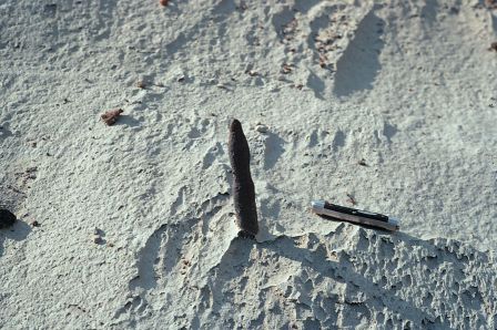 Small stem-cast concretion. (Photos by John Bluemle).