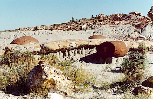 Figure 10. Oval and log-like sandstone concretions in the basal Sentinel Butte sand at the Petrified Forest Plateau. Petrified stumps in the foreground and on the ridge in the distance have been let down from erosion of the overlying 
									petrified wood beds. South Unit, Theodore Roosevelt National Park.