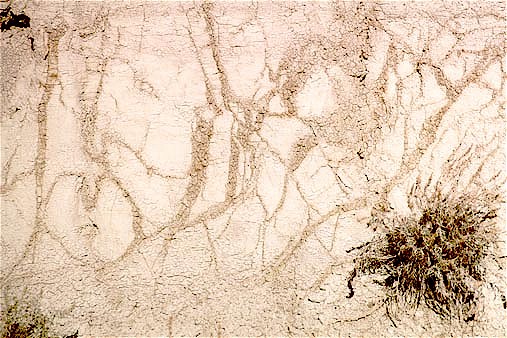 Figure 12. Close-up of Sentinel Butte ash, showing joints along which ash has been altered to bentonite