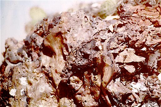 Figure 13. Partly melted, fused mass of vesicular HT Butte clinker.