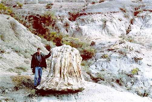 Figure 4. Large, upright petrified stump on the Petrified Forest Plateau, South Unit, Theodore Roosevelt National Park