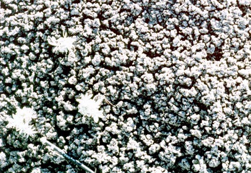 Figure 7. Typical "popcorn" covered surface of the Sentinel Butte Formation bentonite. Note mechanical pencil for scale.