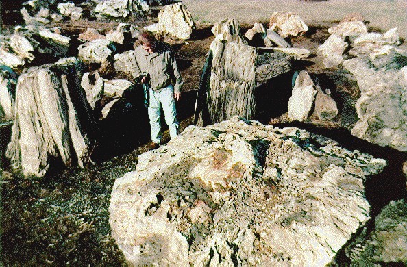 Geologist with a collection of stumps from the Sentinel Butte Formation near Dickinson (J.P. Bluemle photo)