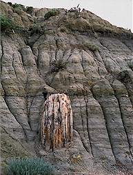 Petrified stump in Theodore Roosevelt National Park. (photo by J. Bluemle)